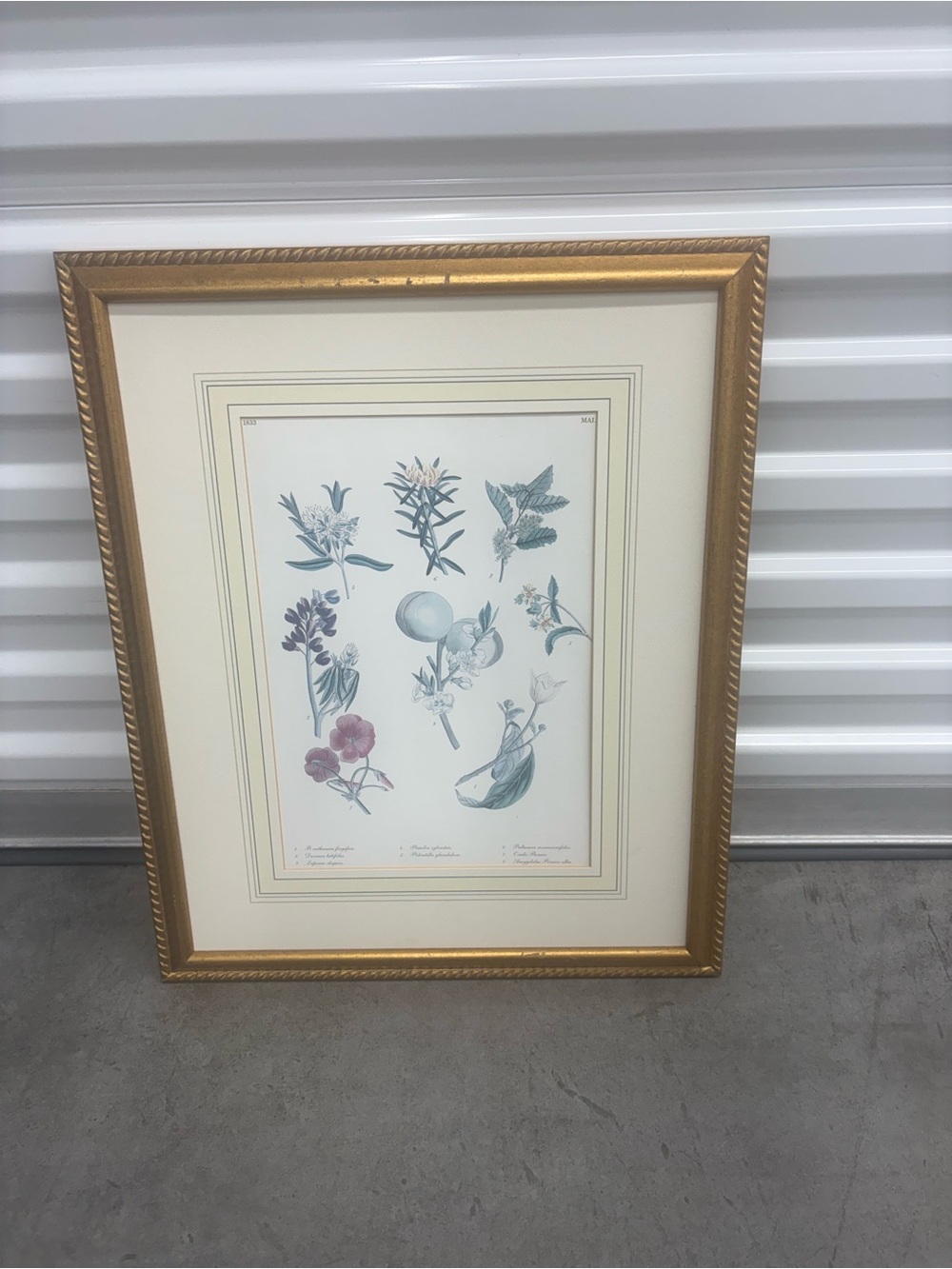 Gold Framed Botanical Print - Cream Mat, Blue and Green Illustration
